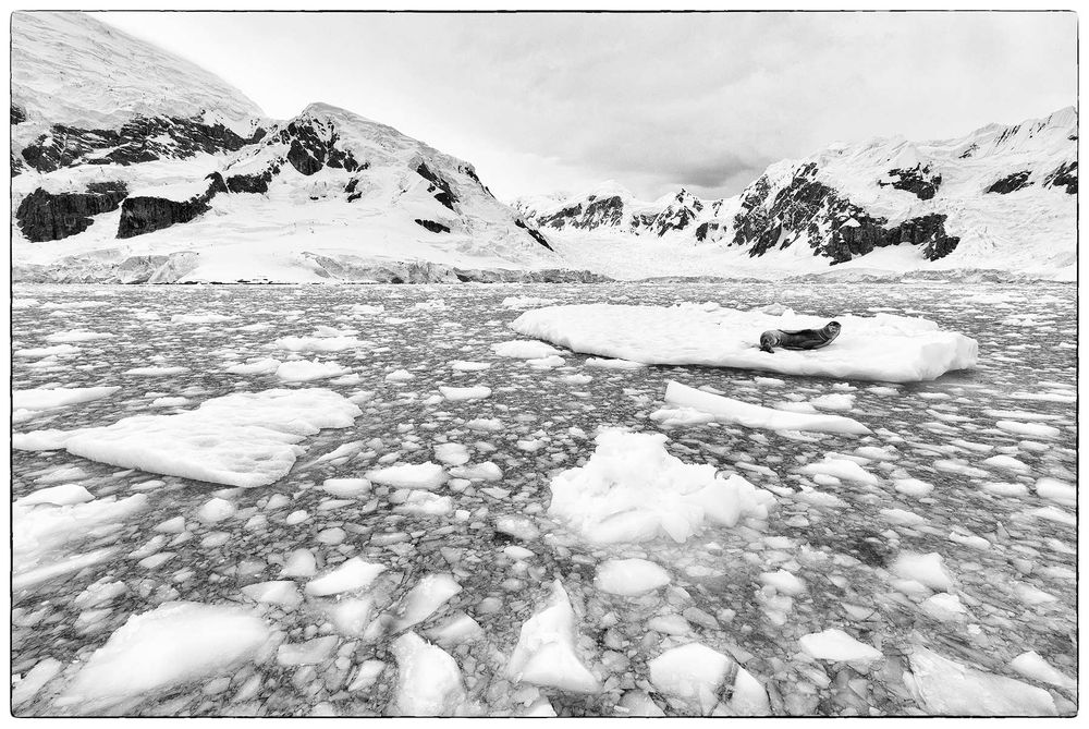 Seal-on-ice-shelf-in-brash-ice-wide-angle-B&W_S6A9358-Paradise-Bay,-Antarctica.jpg