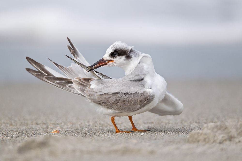 Forster's-tern-preening-I_M7E0529-Blind-Pass,-Sanibel-Island,-FL.jpg