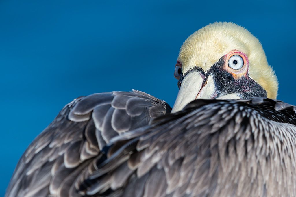 Brown-pelican-looking-backwards_E7T0410-La-Jolla-Cliffss-La-Jolla-USA.jpg