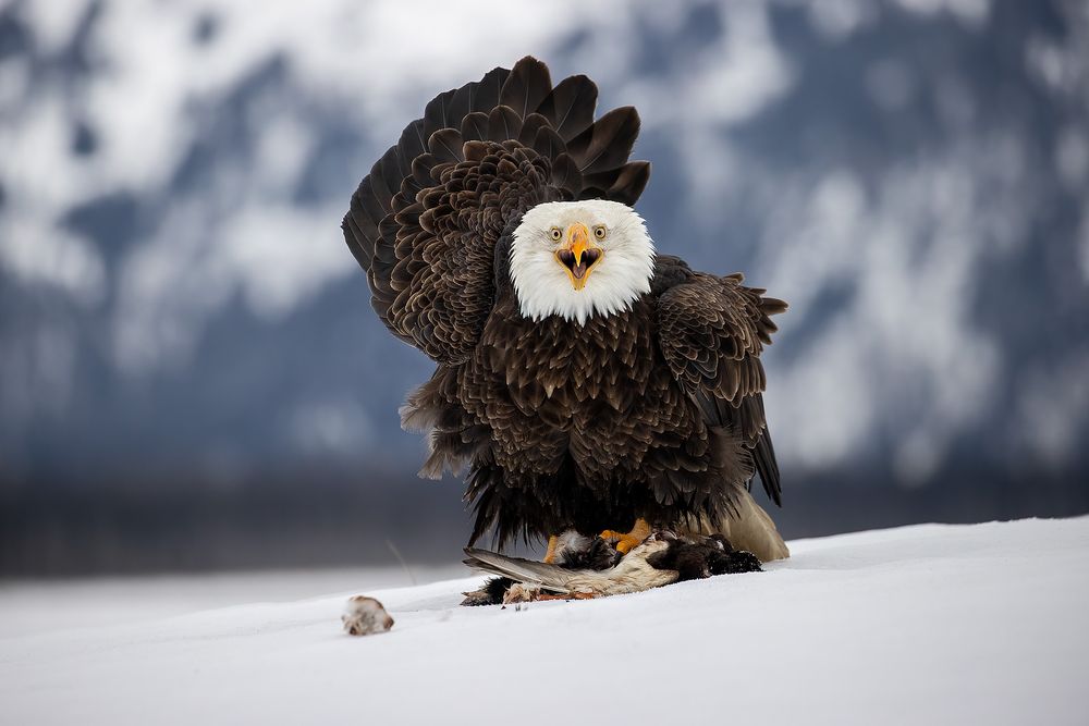 Bald-eagle-with-a-duck-prey_74I1424-Kachemak-Bay,-Alaska,-USA.jpg