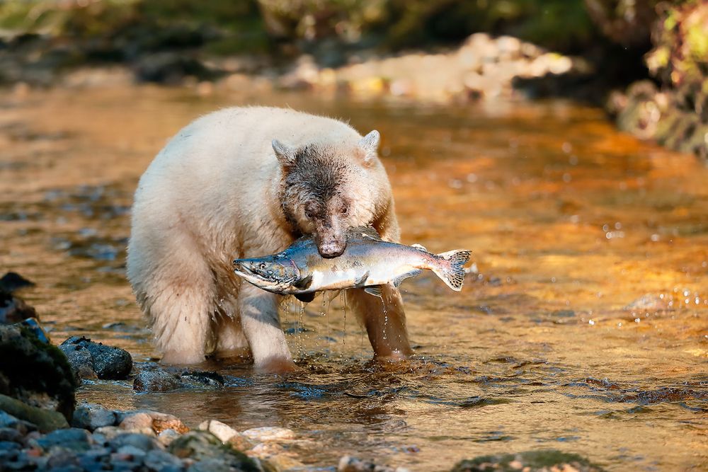 Spirit-bear-with-salmon-catch-in--the-water_E7T4848-Gribbell-Island,-British-Columbia,-Canada.jpg