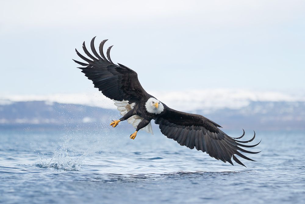 Bald eagle after touch down_A3I5603-Kachemak Bay, Kenai Penisula, AK, USA.jpg