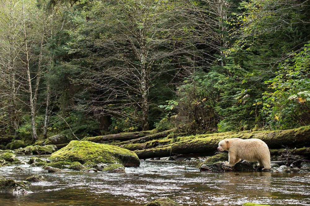 Spirit-bear-in-environment-II_E7T4005-Gribbell-Island,-British-Columbia,-Canada.jpg