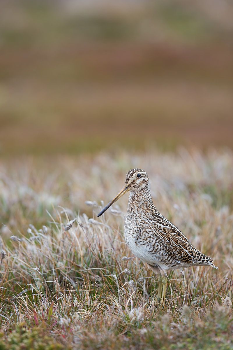 Magellanic-Snipe-in-grassy-environment_E7T3202.jpg