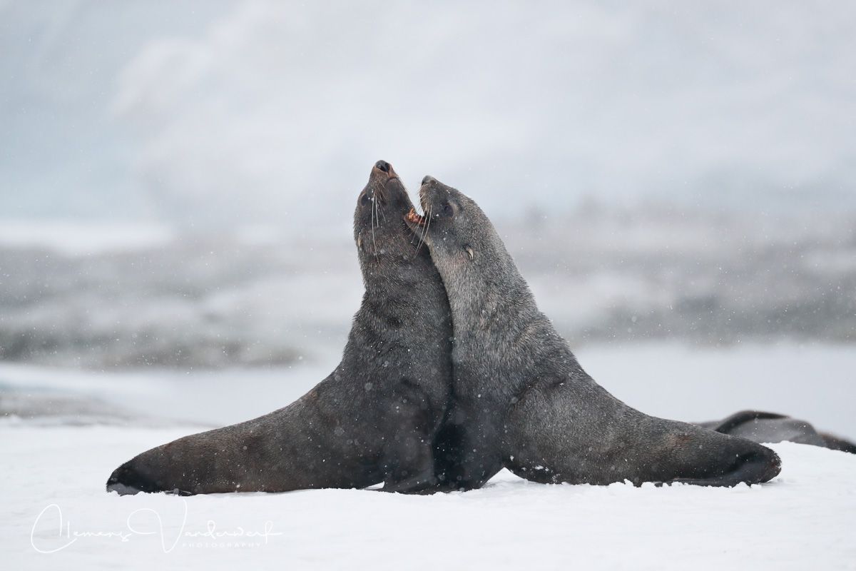 fur-seals-battling_a3i8318-portal-point-antarctica.jpg