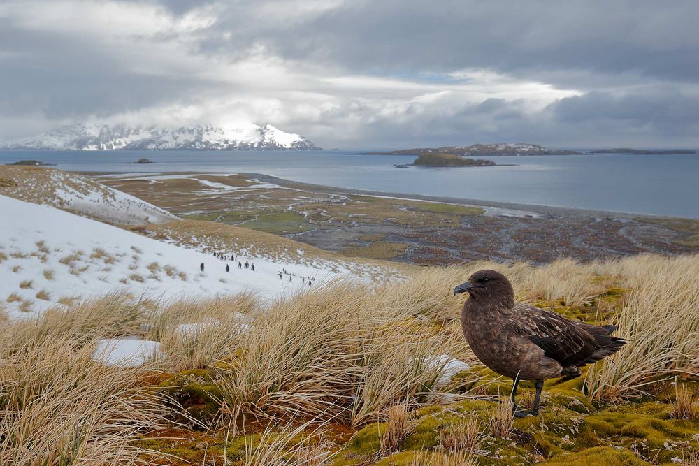 Brown-Skua-an-a-hill-top_E7T3490-Salisbury-Plain,-Bay-of-Isles,-South-Georgia-Islands,-Southern-ocean.jpg