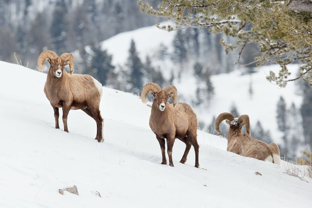 Bighorn-sheep-on-a-hill_E7T5656-Lamar-Valley,-Yellowstone-National-Park,-WY,-USA.jpg