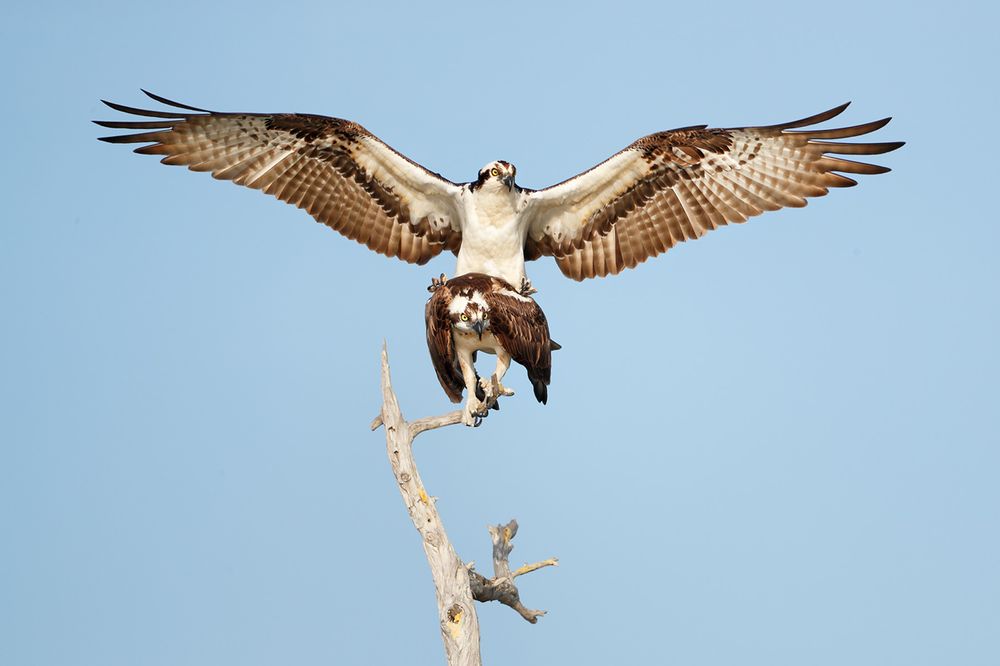 Ospreys courting behavior_A3I4035- Lake Blue Cypress, FL, USA.jpg