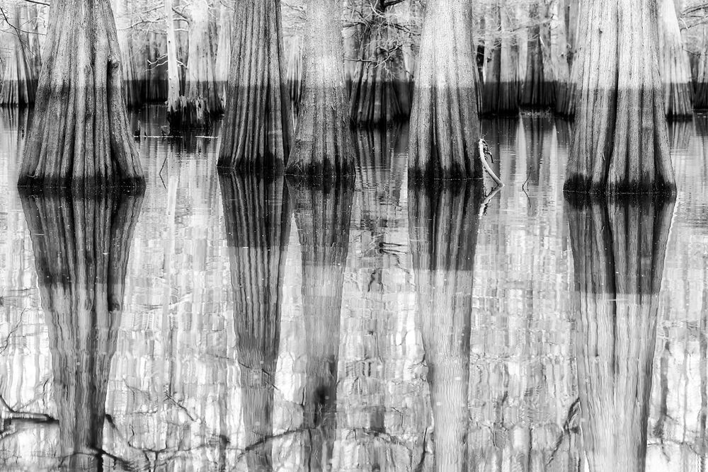 Cypress tree reflections_B&W II_A3I2565-Atchafalaya Basin, LA, USA.jpg