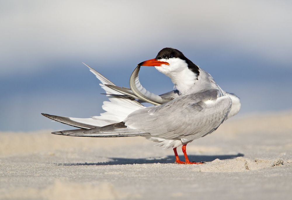 Common-tern-preening-with-feathertop-in-beak-_M7E8567-Nickerson-Beach,-NY.jpg