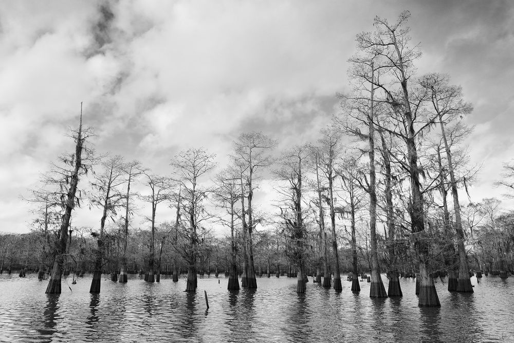 Cypress tree forrest in the bayou_B&W_E4A2246-Atchafalaya Basin, LA, USA.jpg
