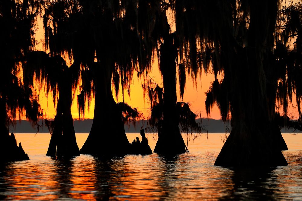 Sunset through the cypress trees_A3I2316-Lake Fausse Point, Atchafalaya Basin, LA, USA.jpg