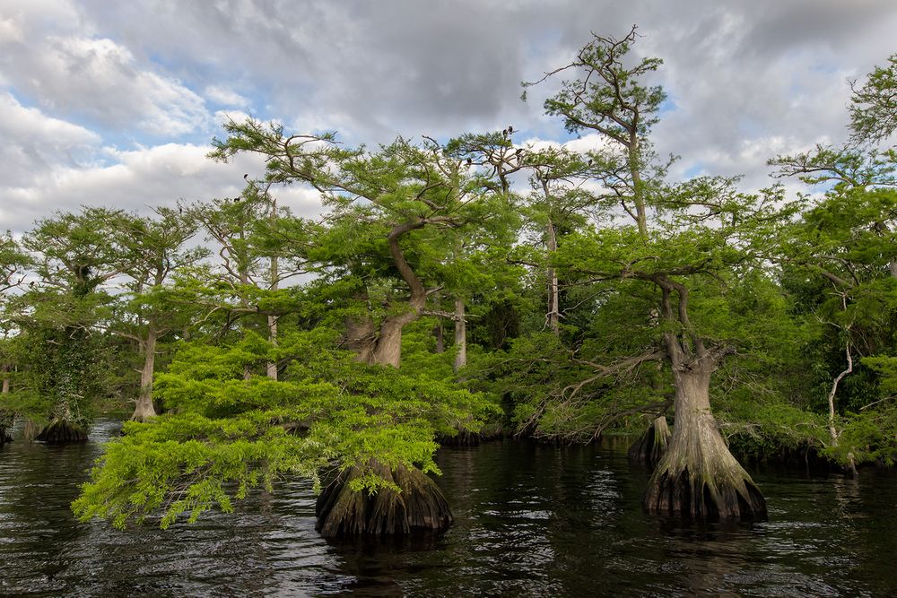 Cypress trees against broken sky_B8R9601-Lake Blue Cypress, Indian River County, USA.jpg