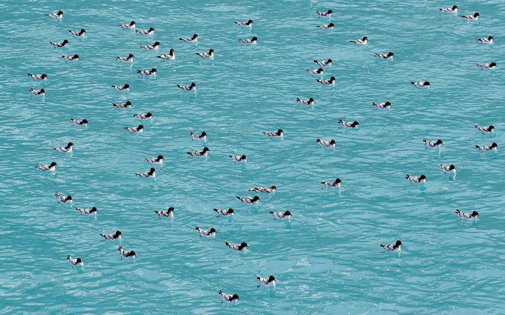 Cape Petrels in glacial waters_A3I6403-Drygalski Fjord, South Georgia Island.jpg