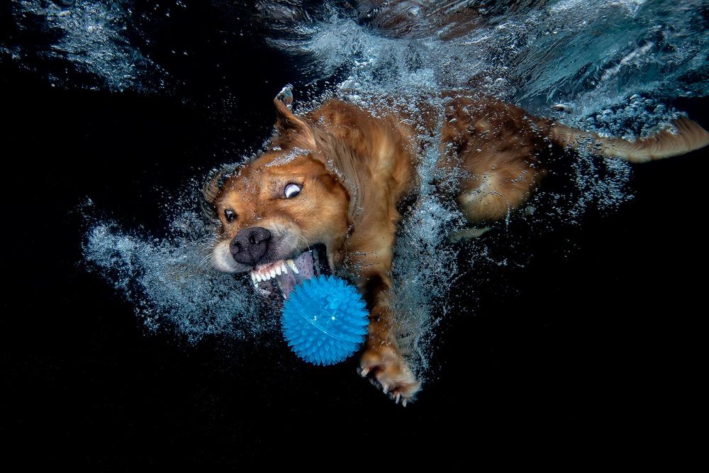 Zevon-catching-blue-ball-underwater_83A9518-Dover,-FL,-USA.jpg