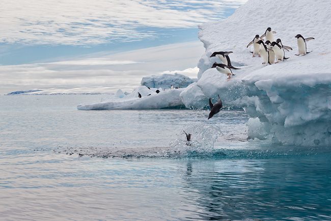 Adelie-Penguins-jumping-off-iceberg-into-the-water_E7T4941-Brown-Bluff-Antarctica.jpg
