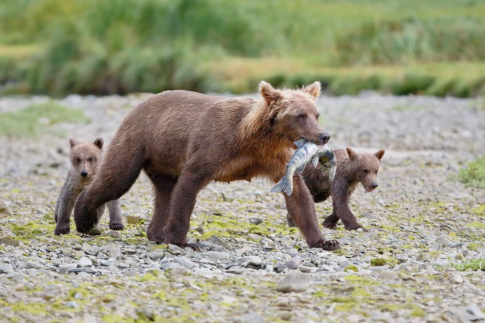 Coastal-Brown-bear-sow-with-cubs-and-salmon_44A0402-Geographic-Harbor,-Katmai-National-Park-&-Preserve,-Kodiak,-AK,-USA.jpg