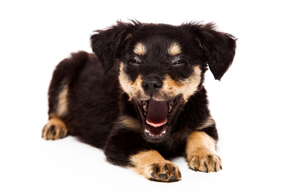 Minnesota Animal Photographer