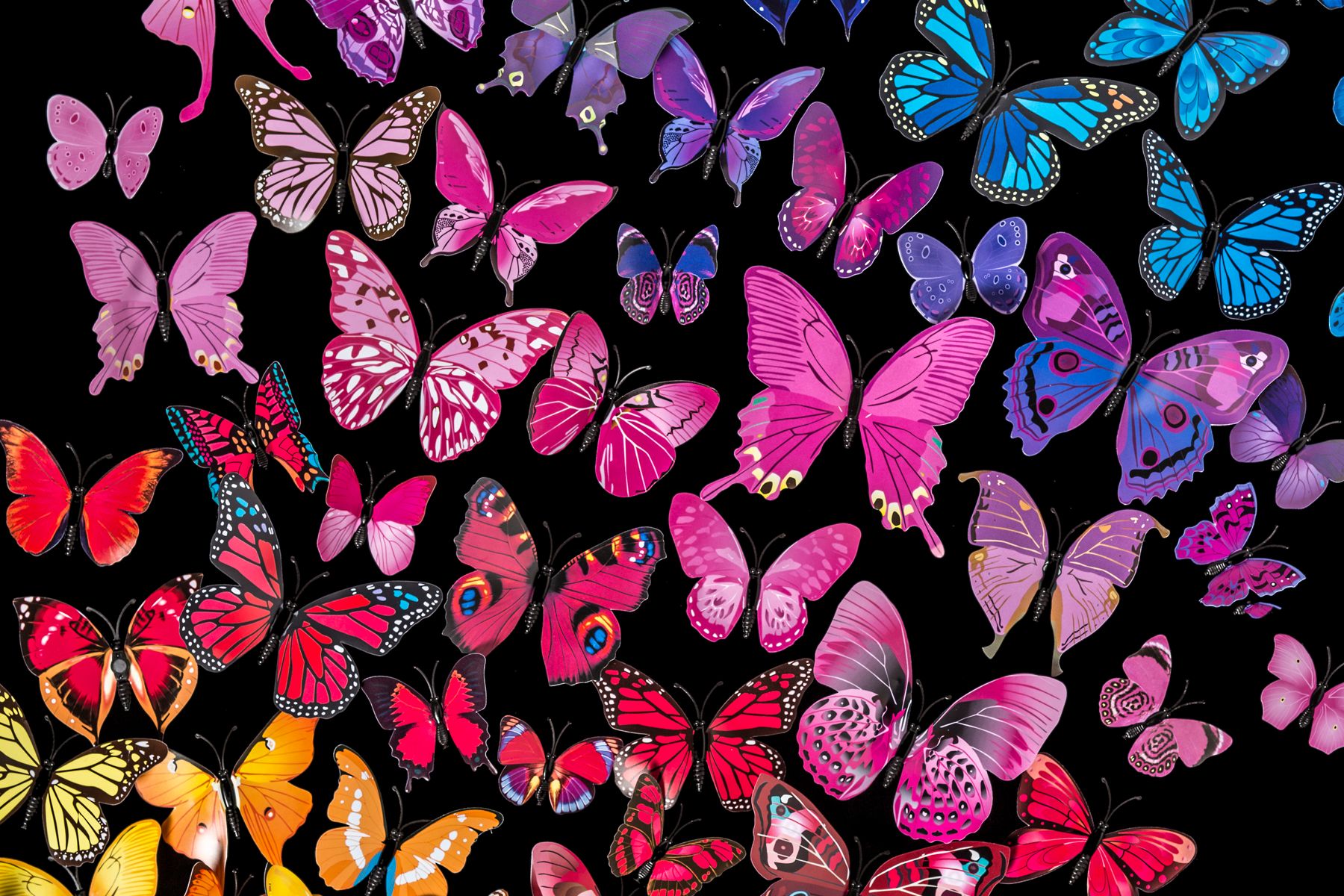 Butterflies.jpg