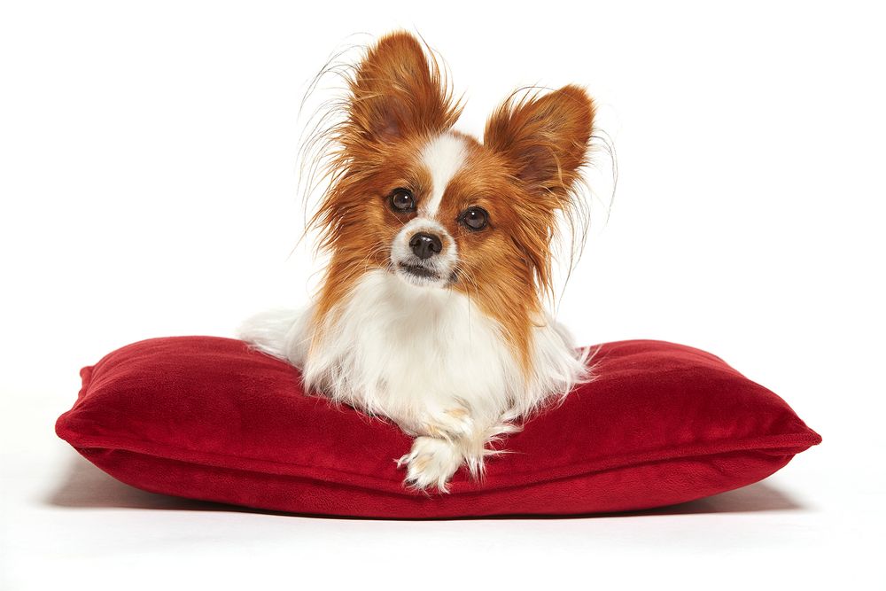 Minnesota Animal Photographer