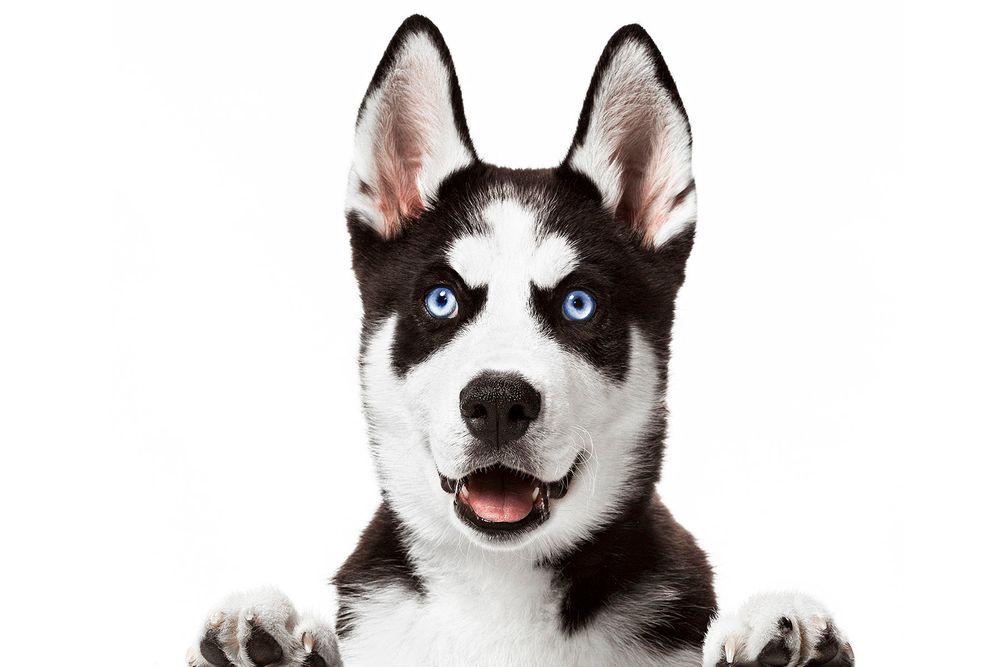 Minnesota Animal photographer