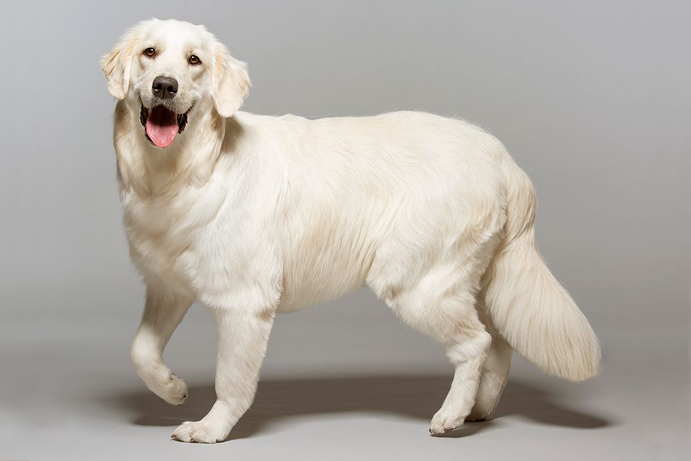 Minnesota Animal photographer