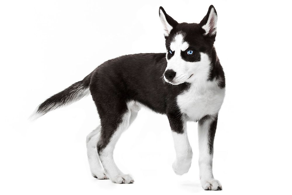 Minnesota Animal photographer