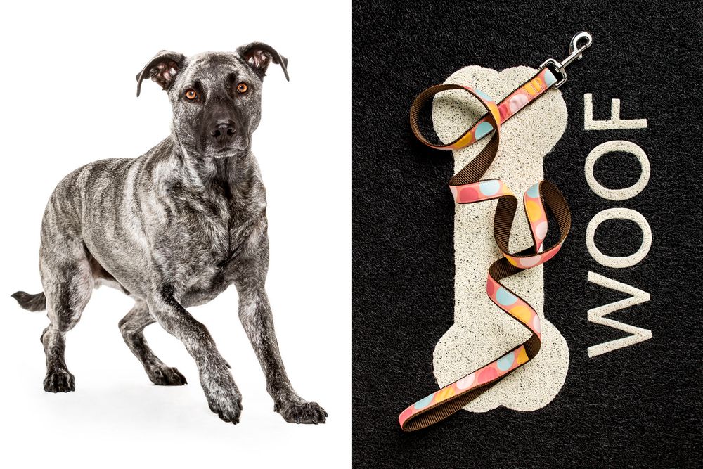 Minnesota Animal photographer