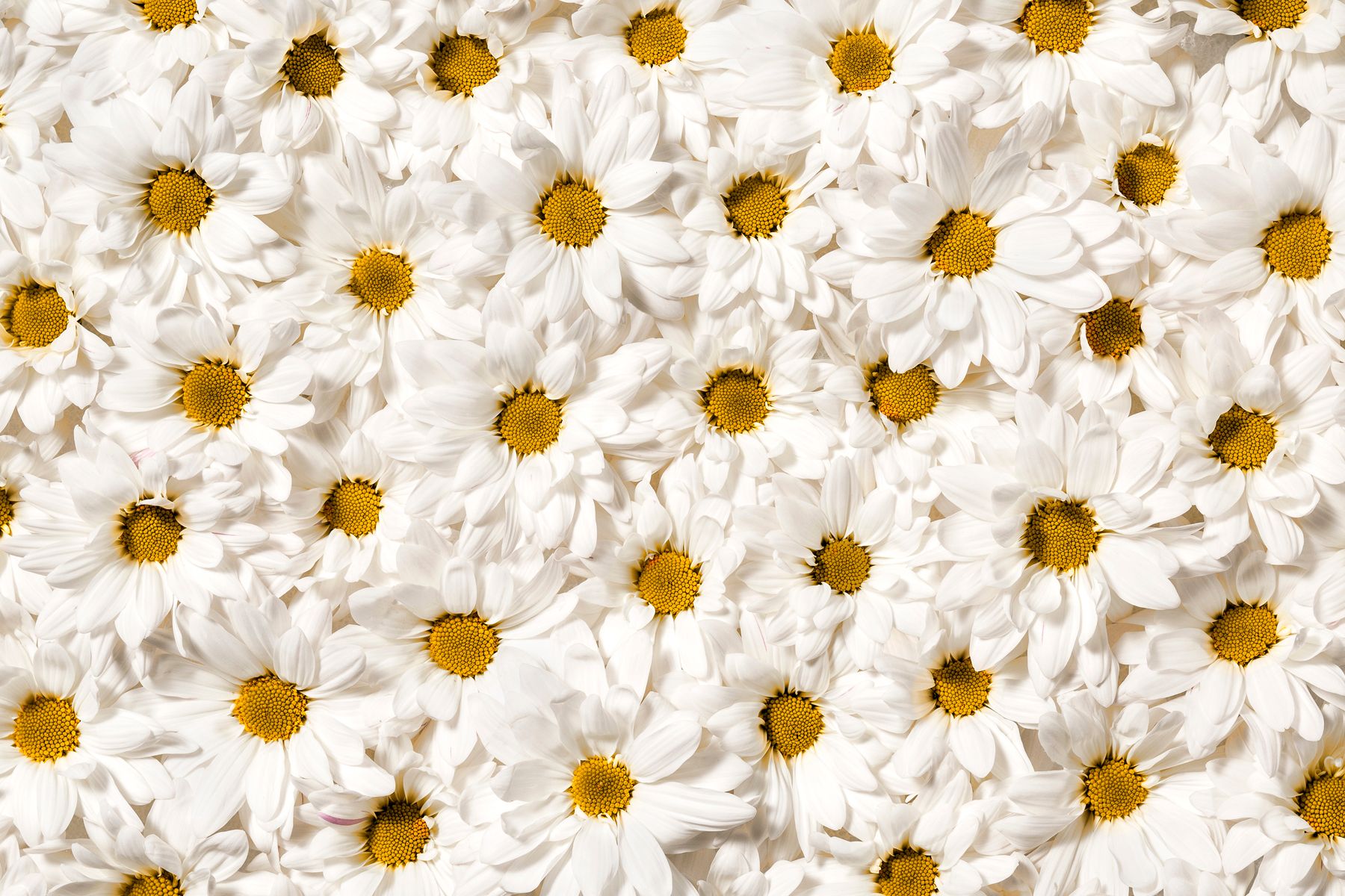 Daisies.jpg