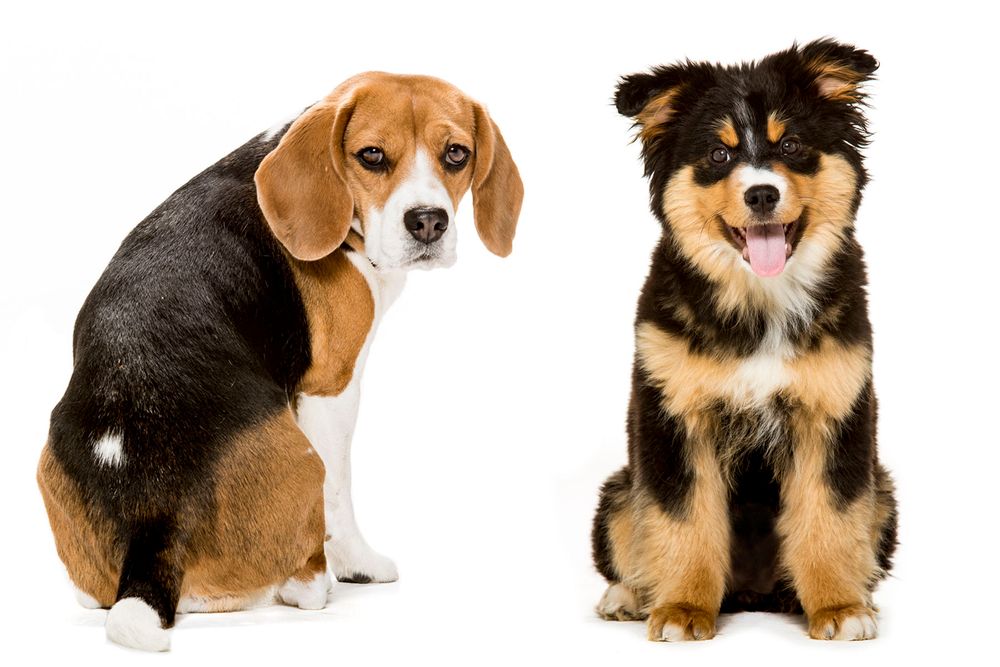 Minnesota Animal photographer