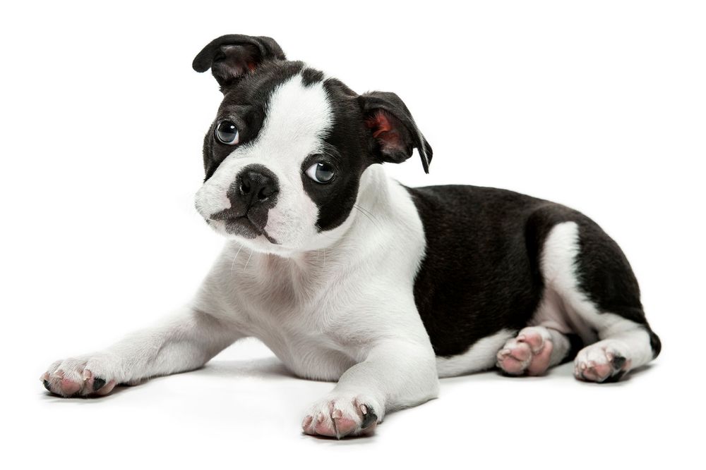 Minnesota Animal Photographer