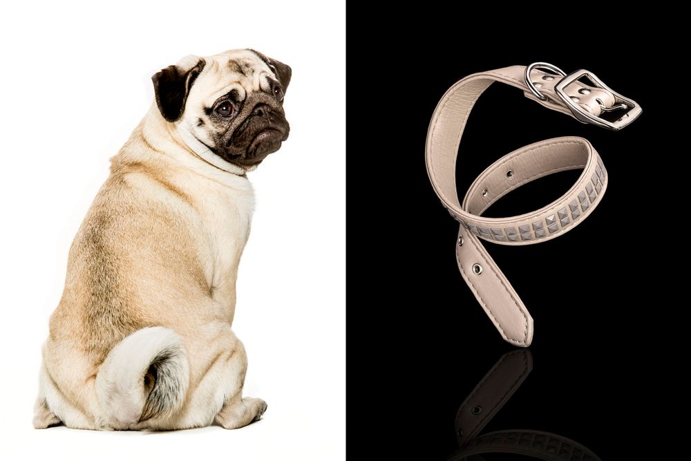 Minnesota Animal photographer