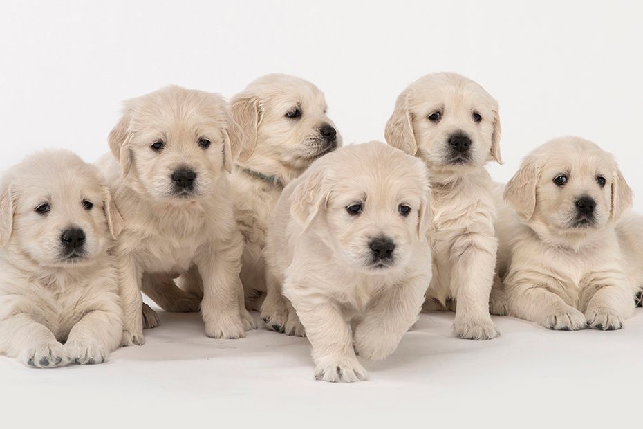 CNLGoldens_Puppies_4x6.jpg