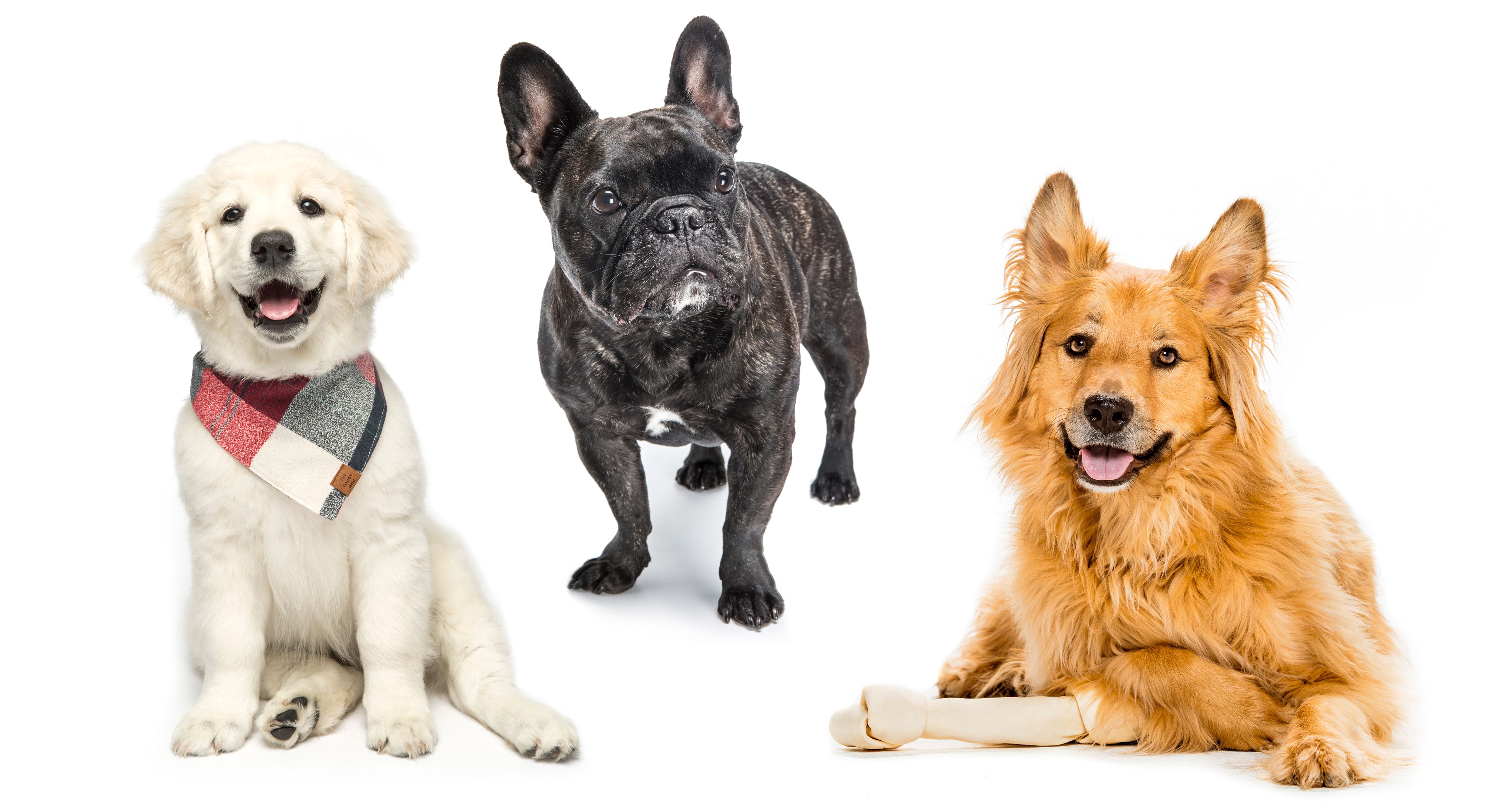 PetPortraits_3dogs_2.jpg