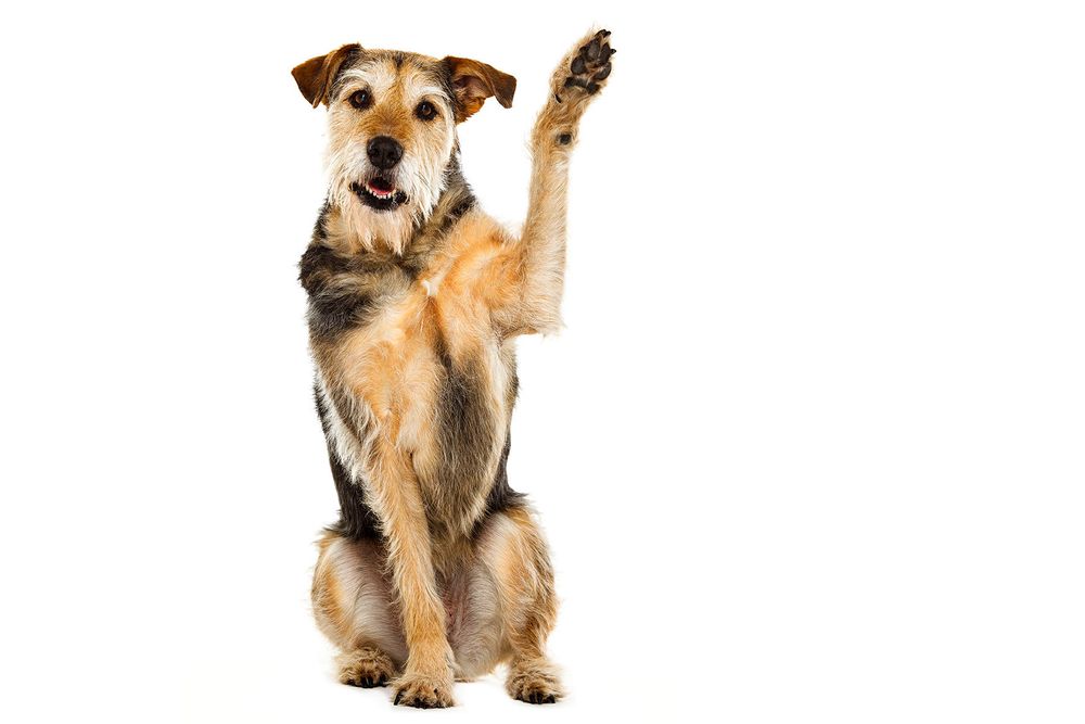 Minnesota Animal Photographer