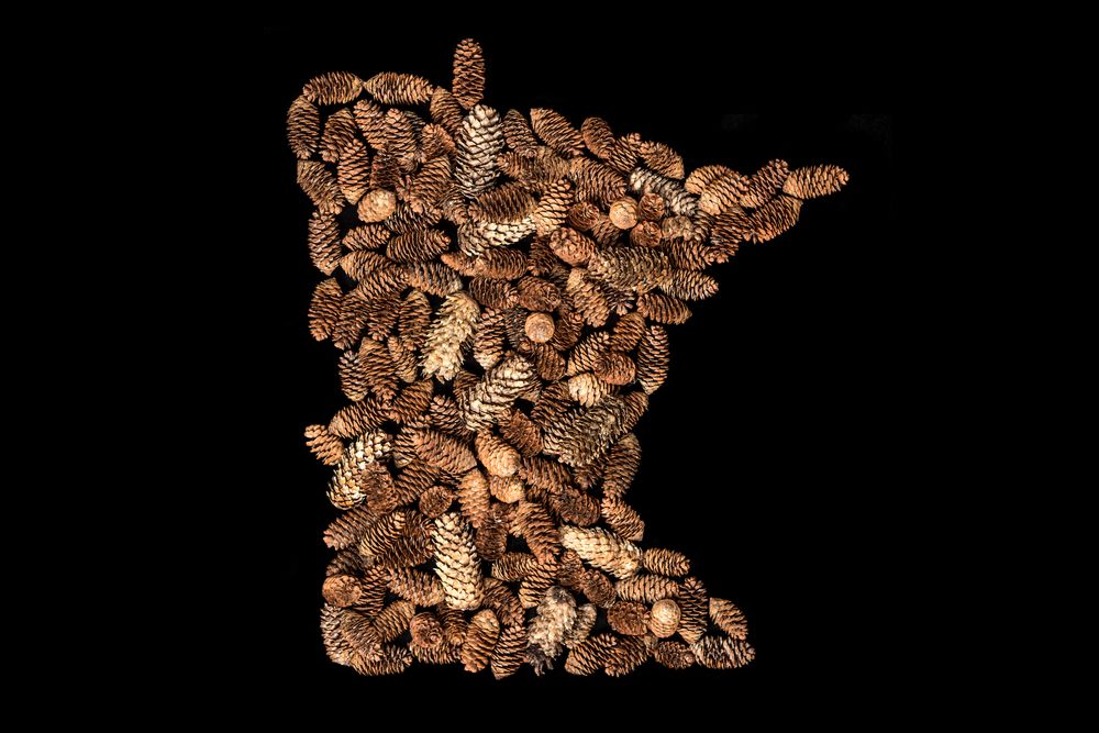 MN_PineCones_4X6.jpg