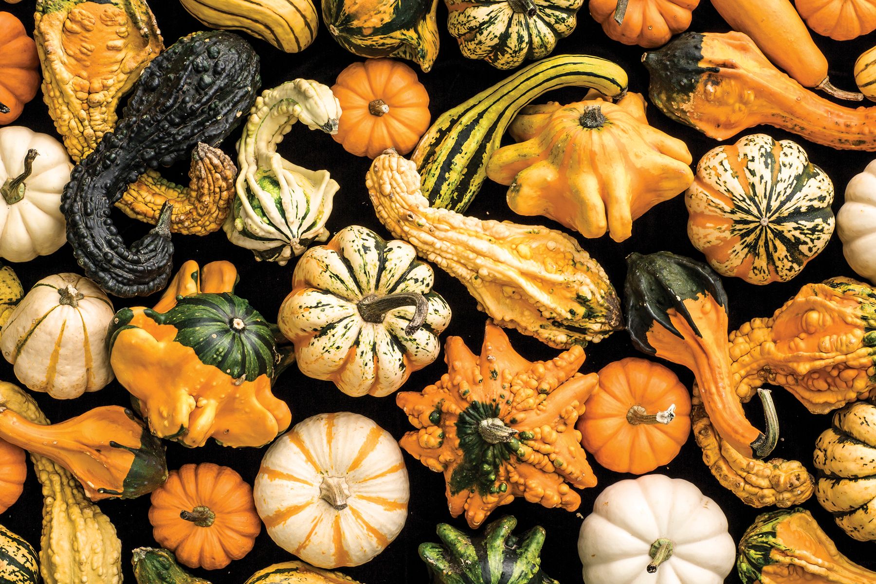 Gourds.jpg