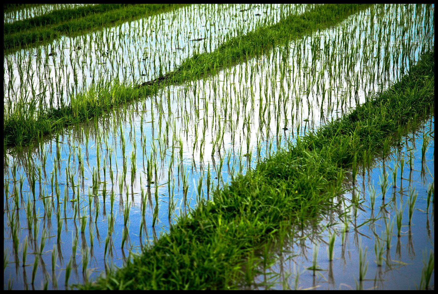 Rice field, Bali