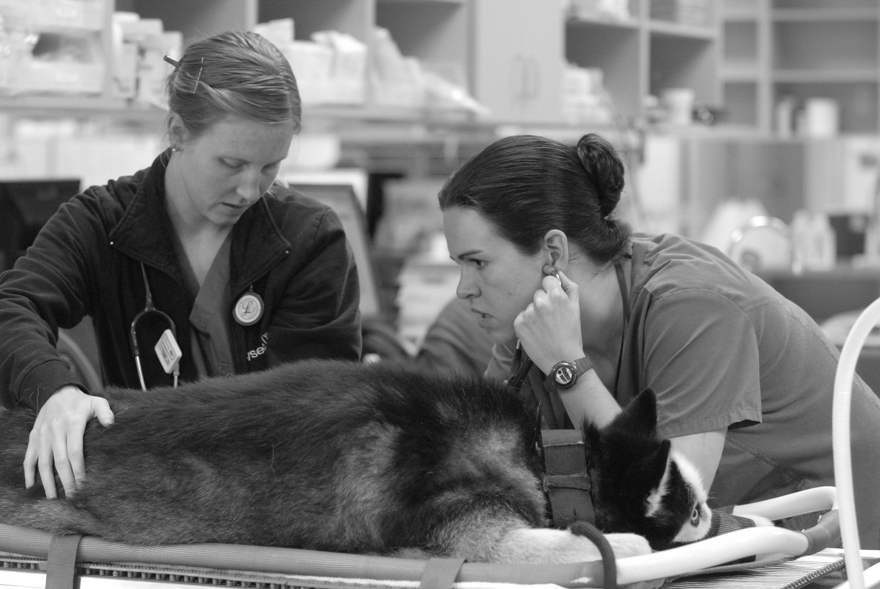 Client - Veterinary Specialty & Emergency Center (VSEC), Levittown, PA