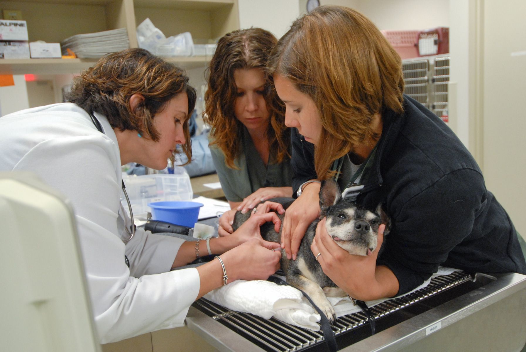 Client - Veterinary Specialty & Emergency Center (VSEC), Levittown, PA