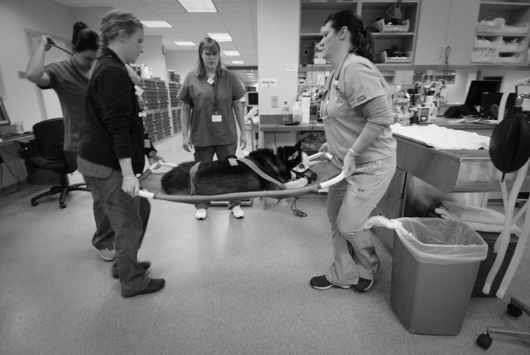 Client - Veterinary Specialty & Emergency Center (VSEC), Levittown, PA