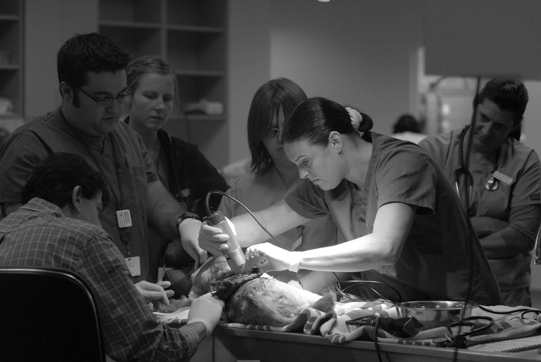 Client - Veterinary Specialty & Emergency Center (VSEC), Levittown, PA