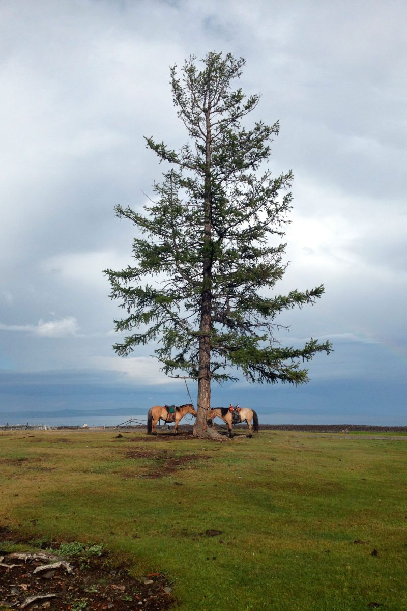 1travel_mongolianhorses