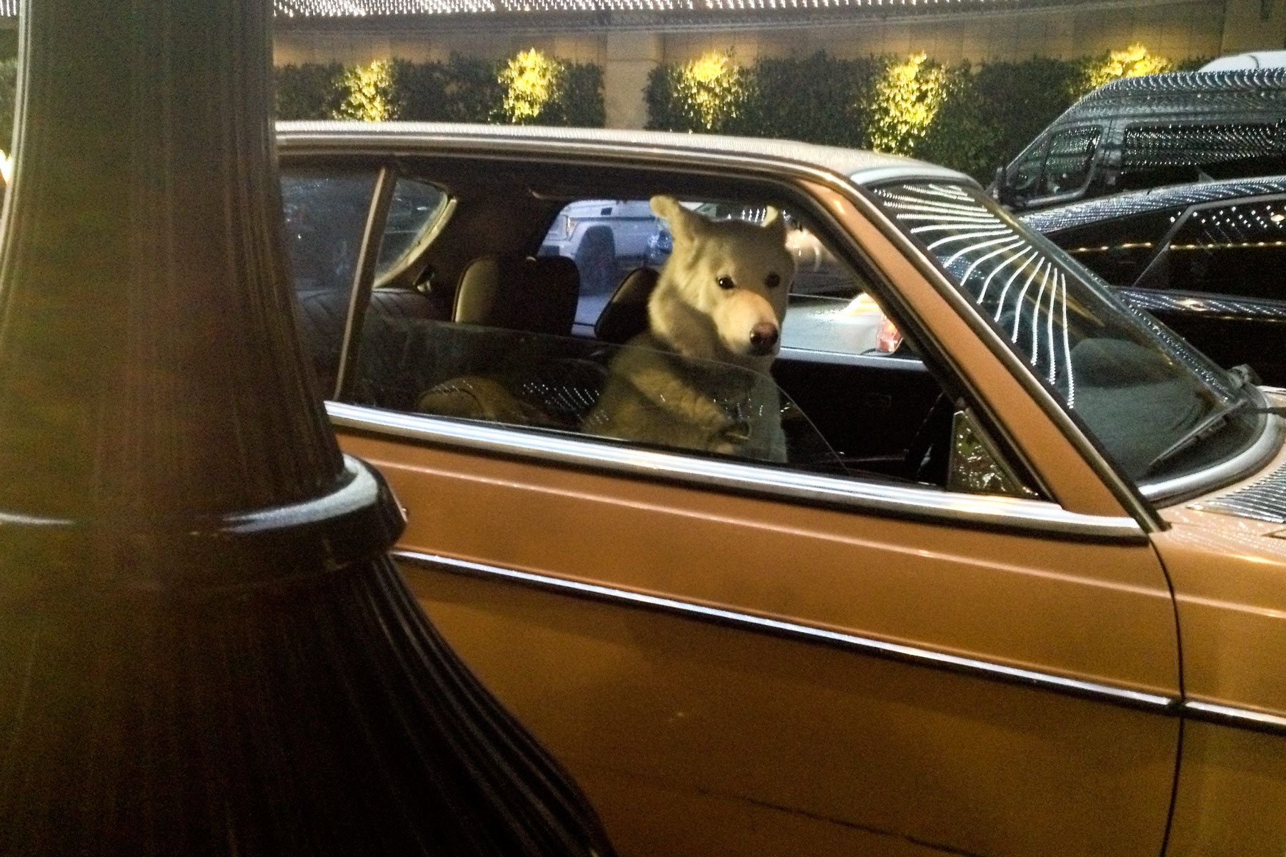 1life_dogatthewhotel