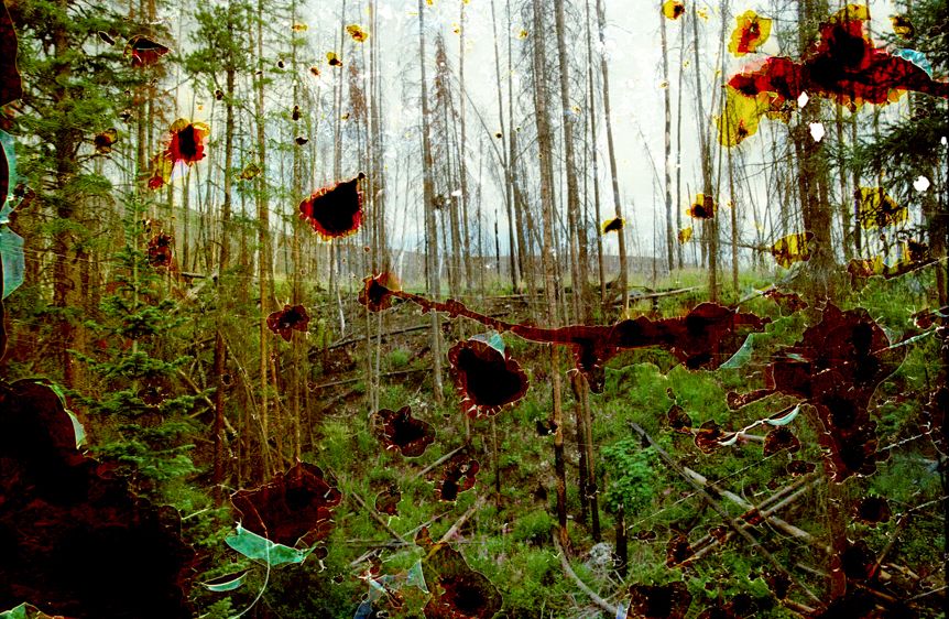 Silver Creek Wildfire Burn Scar #3, Kremmling, CO