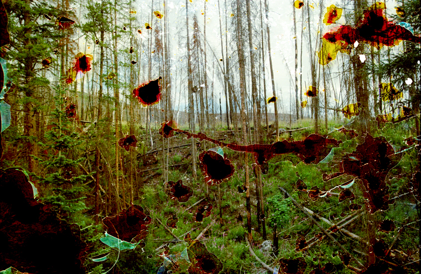 Silver Creek Wildfire Burn Scar #3, Kremmling, CO