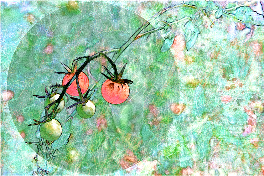 Cherry Tomatoes