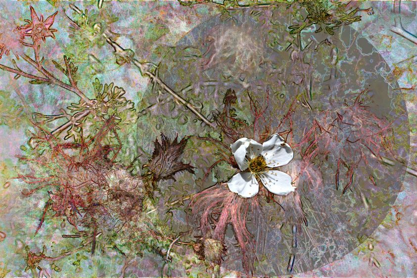 Apache Plume, Native Garden, Colorado