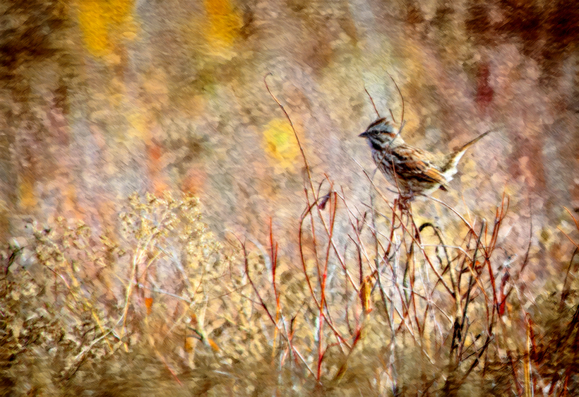 Song Sparrow, San Luis Valley National Wildlife Refuge, CO