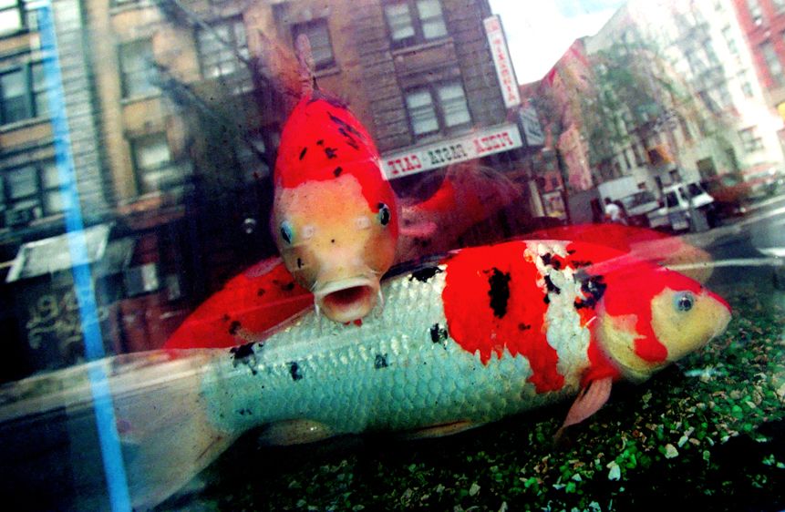 Koi Fish, Chinatown NYC